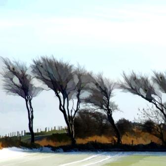 IAN LEDWARD - winter hedgerow